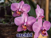 Định nghĩa của từ <b>orchid</b>