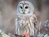 Định nghĩa của từ <b>owl</b>