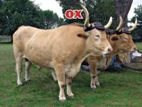 Ý nghĩa của từ vựng <b>ox</b>