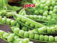 Định nghĩa của từ <b>pea</b>