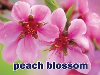 Định nghĩa của từ <b>peach blossom</b>