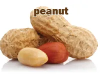 Định nghĩa của từ <b>peanut</b>