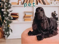 Định nghĩa của từ <b>pet</b>