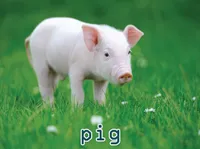 Định nghĩa của từ <b>pig</b>