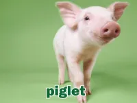 Định nghĩa của từ <b>piglet</b>