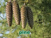 Định nghĩa của từ <b>pine</b>