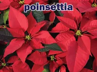 Định nghĩa của từ <b>poinsettia</b>