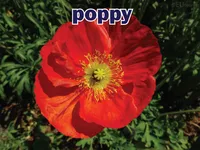 Định nghĩa của từ <b>poppy</b>