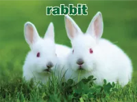 Định nghĩa của từ <b>rabbit</b>