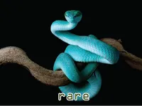 Định nghĩa của từ <b>rare</b>