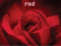 Định nghĩa của từ <b>red</b>