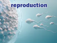 Định nghĩa của từ <b>reproduction</b>