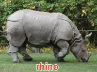 Định nghĩa của từ <b>rhino</b>