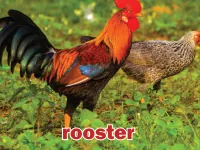 Định nghĩa của từ <b>rooster</b>