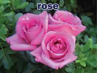 Định nghĩa của từ <b>rose</b>