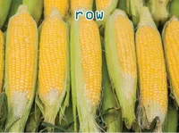 Định nghĩa của từ <b>row</b>