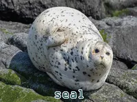 Định nghĩa của từ <b>seal</b>