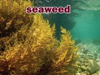 Định nghĩa của từ <b>seaweed</b>