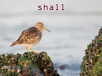 Định nghĩa của từ <b>shall</b>