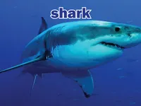 Định nghĩa của từ <b>shark</b>