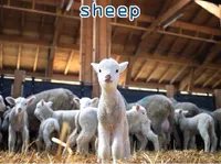 Định nghĩa của từ <b>sheep</b>