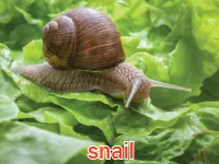 Định nghĩa của từ <b>snail</b>