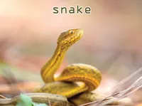Định nghĩa của từ <b>snake</b>