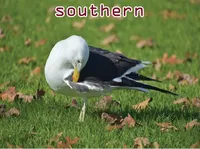 Định nghĩa của từ <b>southern</b>