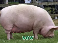 Định nghĩa của từ <b>sow</b>