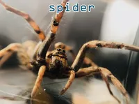 Định nghĩa của từ <b>spider</b>