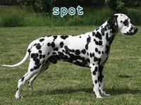 Định nghĩa của từ <b>spot</b>