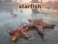 Định nghĩa của từ <b>starfish</b>