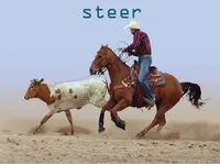 Định nghĩa của từ <b>steer</b>