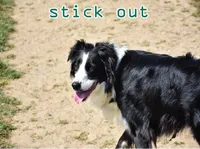 Ý nghĩa của từ vựng <b>stick out</b>