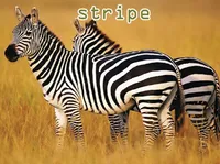 Định nghĩa của từ <b>stripe</b>