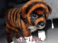 Định nghĩa của từ <b>striped</b>