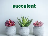 Định nghĩa của từ <b>succulent</b>