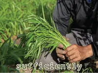 Định nghĩa của từ <b>sufficiently</b>