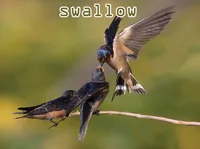 Định nghĩa của từ <b>swallow</b>