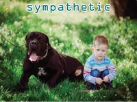 Định nghĩa của từ <b>sympathetic</b>