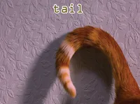 Định nghĩa của từ <b>tail</b>