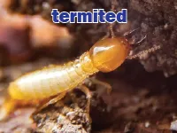 Định nghĩa của từ <b>termite</b>