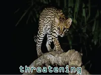 Định nghĩa của từ <b>threatening</b>