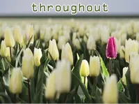 Ý nghĩa của từ vựng <b>throughout</b>