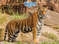 Định nghĩa của từ <b>tiger</b>