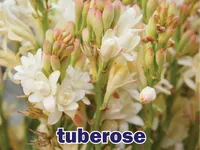 Định nghĩa của từ <b>tuberose</b>