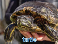 Định nghĩa của từ <b>turtle</b>