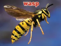 Định nghĩa của từ <b>wasp</b>