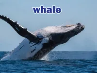 Định nghĩa của từ <b>whale</b>