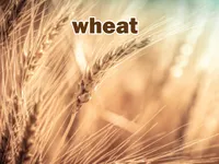 Định nghĩa của từ <b>wheat</b>